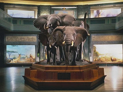 Butterfly Conservatory - American Museum of Natural History